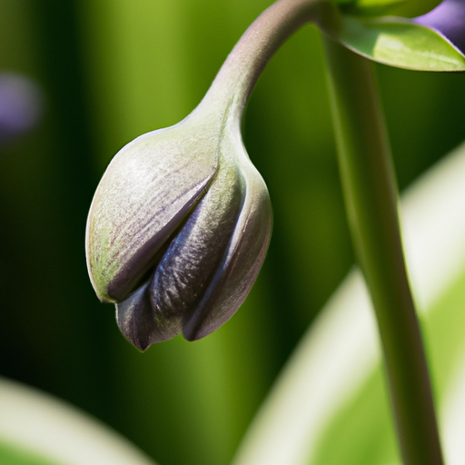 Ear Ringing Homeopathic Remedies